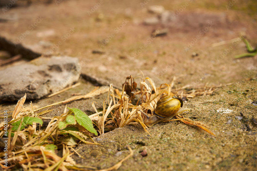 ślimak winniczek , Helix pomatia ślimak winniczek , Helix pomatia