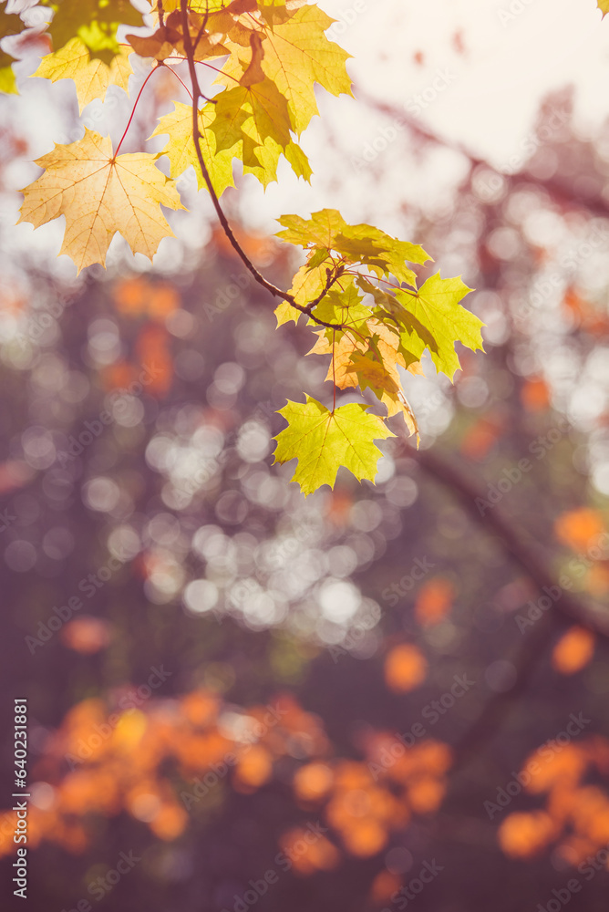 Autumn background-yellow maple leaves in the city Park
Autumn background-yellow maple leaves in the city Park