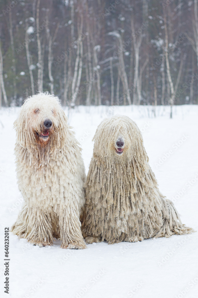 Male and female Komondor dogs sitting on white snow in the forest