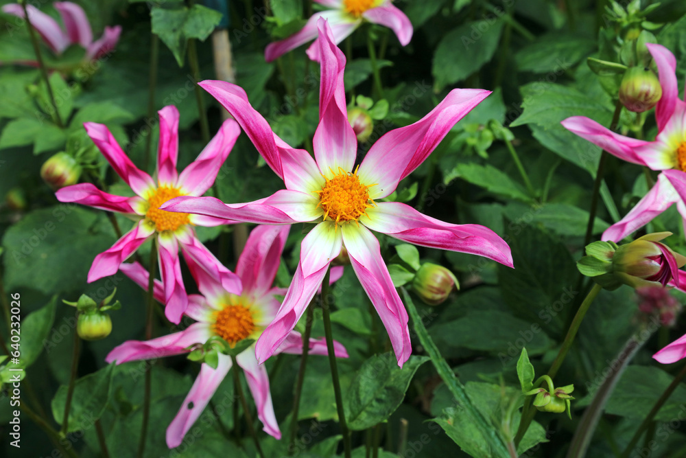 Three pink and white star shaped Dahlia blooms, Staffordshire England
Three pink and white star shaped Dahlia blooms, Staffordshire England