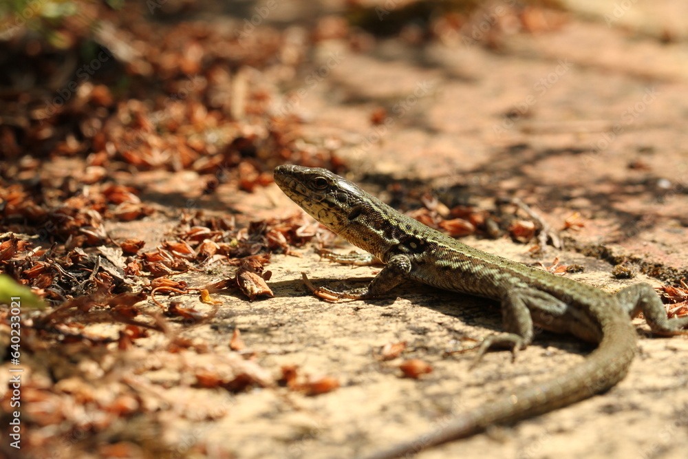 Gros plan d'une lézard Gros plan d'une lézard