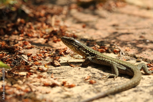 Gros plan d'une lézard