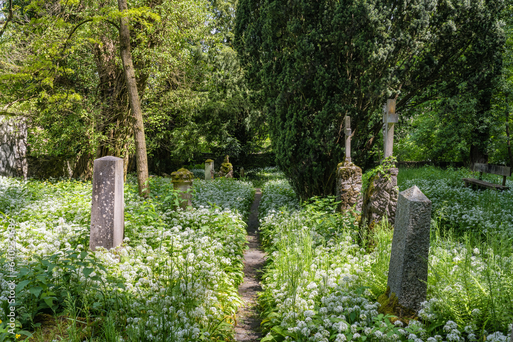 Alter Friedhof, überwuchert mit blühendem Bärlauch unterhalb der Burgruine Hohentwiel Alter Friedhof, überwuchert mit blühendem Bärlauch unterhalb der Burgruine Hohentwiel