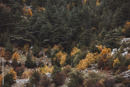 Beautiful autumn mountain forest landscape