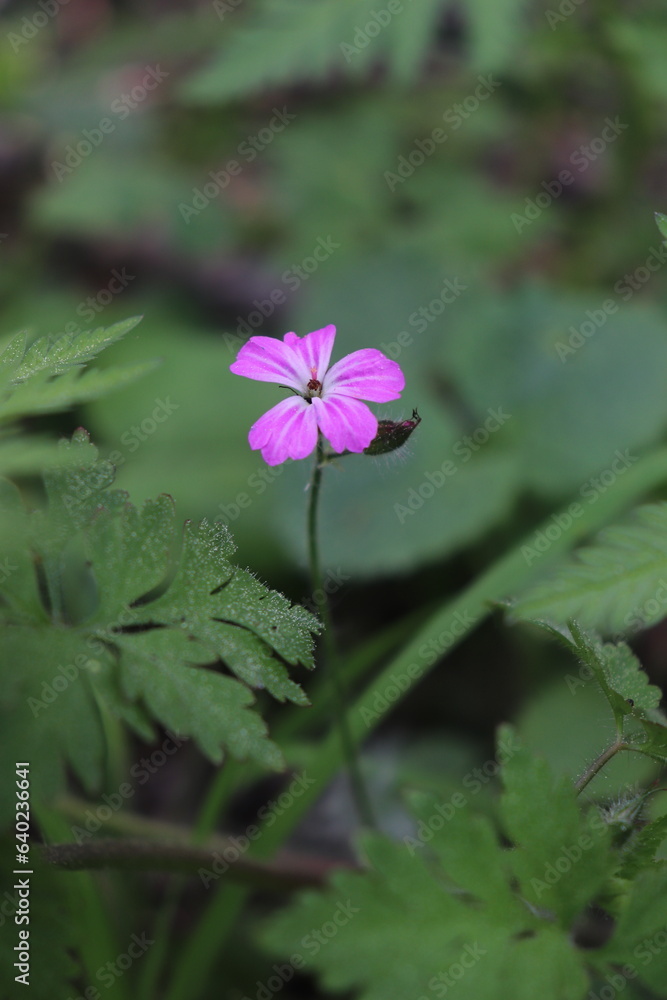flower in the garden flower in the garden