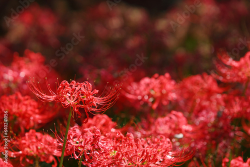群生して咲く満開の彼岸花
