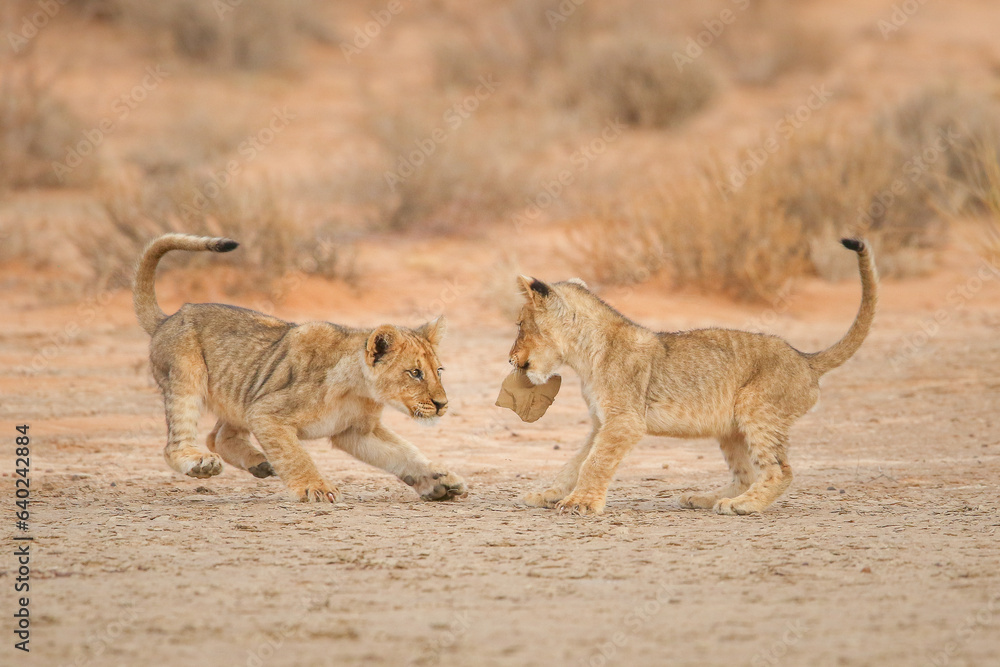 Naklejka premium Two lion cubs playing with a toy stone in the desert