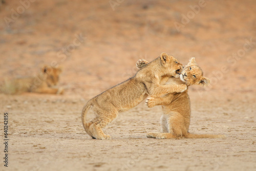 Lion cub siblings playing with each in the red Kalahari desert