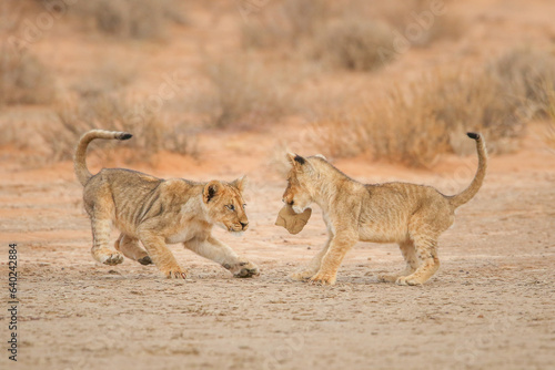 Two lion cubs playing with a toy stone in the desert
