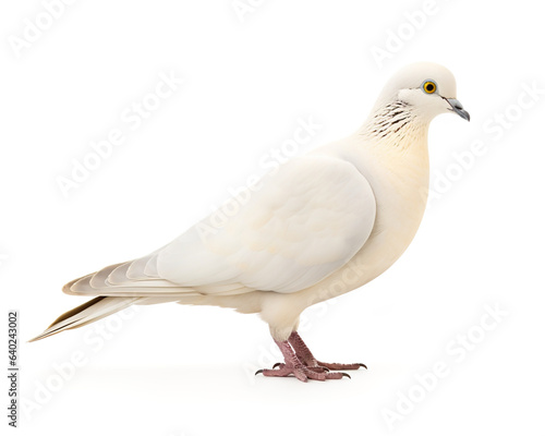 Dove isolated on white background