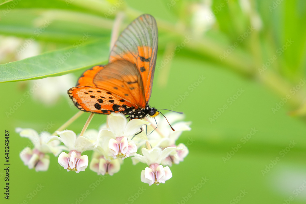 Orange-winged butterfly looking for nectar in small white flowers Orange-winged butterfly looking for nectar in small white flowers
