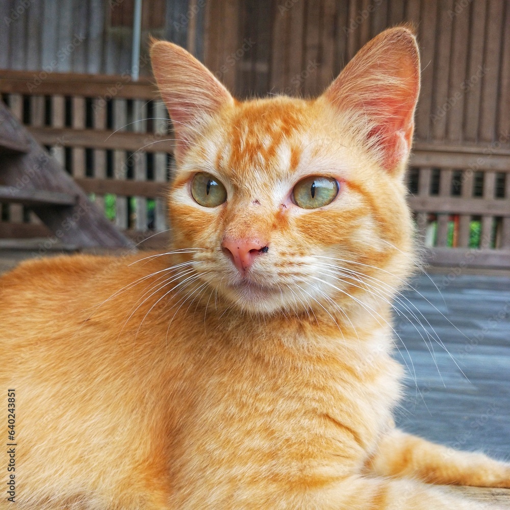 Orange cat looking aside. Close - up.