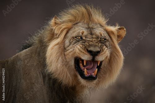 Strong male lion roaring with open mouth and teeth showing
