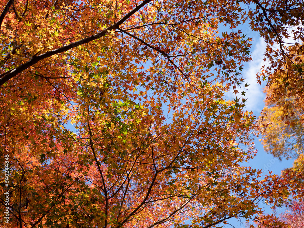 Bright and vivid foliage scenery in the park in autumn Bright and vivid foliage scenery in the park in autumn