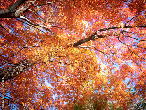 Bright and vivid foliage scenery in the park in autumn