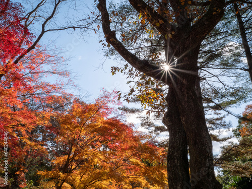 Bright and vivid foliage scenery in the park in autumn