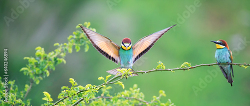 European bee-eater flies and hunting a bumblebee and makes an angel. photo