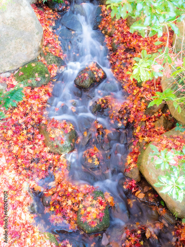 Autumn scenery of the river and autumn leaves in the park