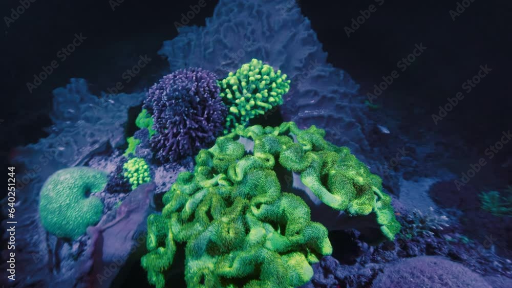 Corals shining under UV light. Coral reef glowing purple and green colours under ultraviolet