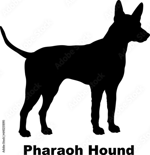 Pharaoh Hound dog silhouette dog breeds Animals Pet breeds silhouette