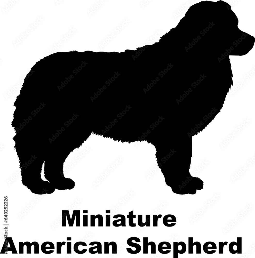 Miniature American Shepherd dog silhouette dog breeds Animals Pet breeds silhouette Miniature American Shepherd dog silhouette dog breeds Animals Pet breeds silhouette
