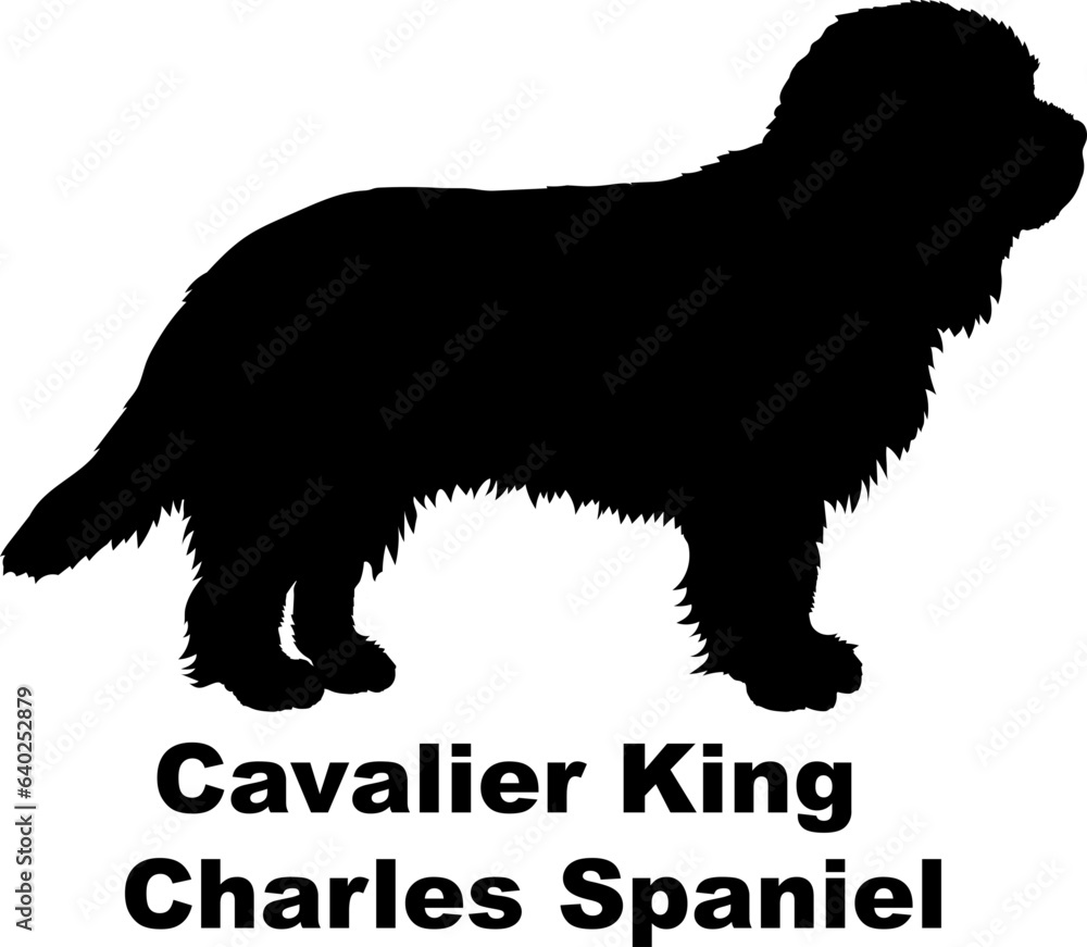 Cavalier King Charles Spaniel dog silhouette dog breeds Animals Pet breeds silhouette Cavalier King Charles Spaniel dog silhouette dog breeds Animals Pet breeds silhouette
