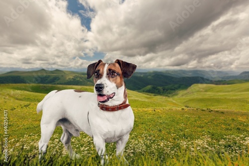 Portrait of cute domestic dog in nature background