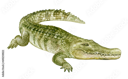 Colorful crocodile with teeth, watercolor illustration on a white background in a realistic style. Template. Hand drawing. Close-up. Clip art © Yuliia