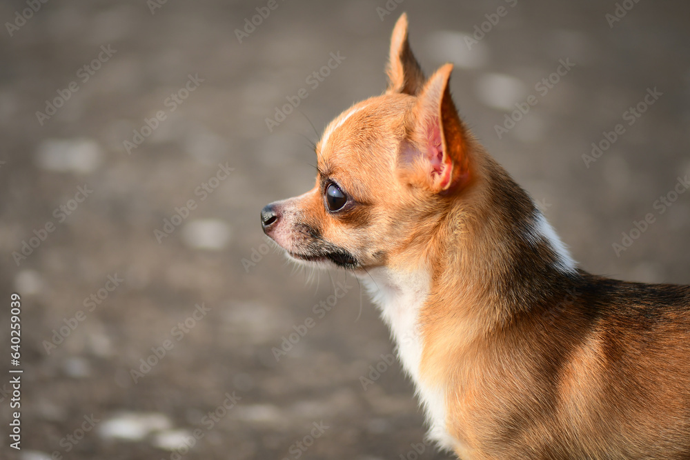 portrait of a chihuahua portrait of a chihuahua