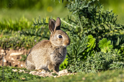 European rabbit, Common rabbit, Oryctolagus cuniculus sitting on a meadow at Munich photo