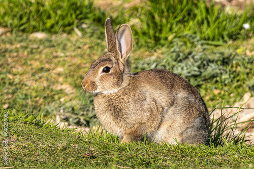 European rabbit, Common rabbit, Oryctolagus cuniculus sitting on a meadow at Munich