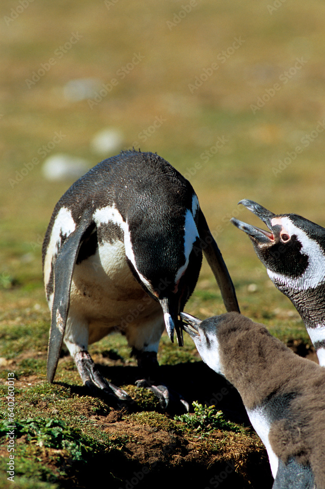 Manchot de Magellan,.Spheniscus magellanicus, Magellanic Penguin, jeune, nid, terrier, Iles Falkland Manchot de Magellan,.Spheniscus magellanicus, Magellanic Penguin, jeune, nid, terrier, Iles Falkland