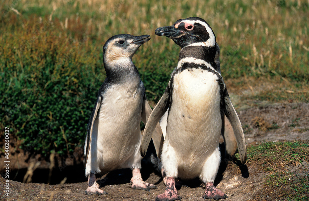 Fototapeta premium Manchot de Magellan,.Spheniscus magellanicus, Magellanic Penguin, jeune, nid, terrier, Iles Falkland
