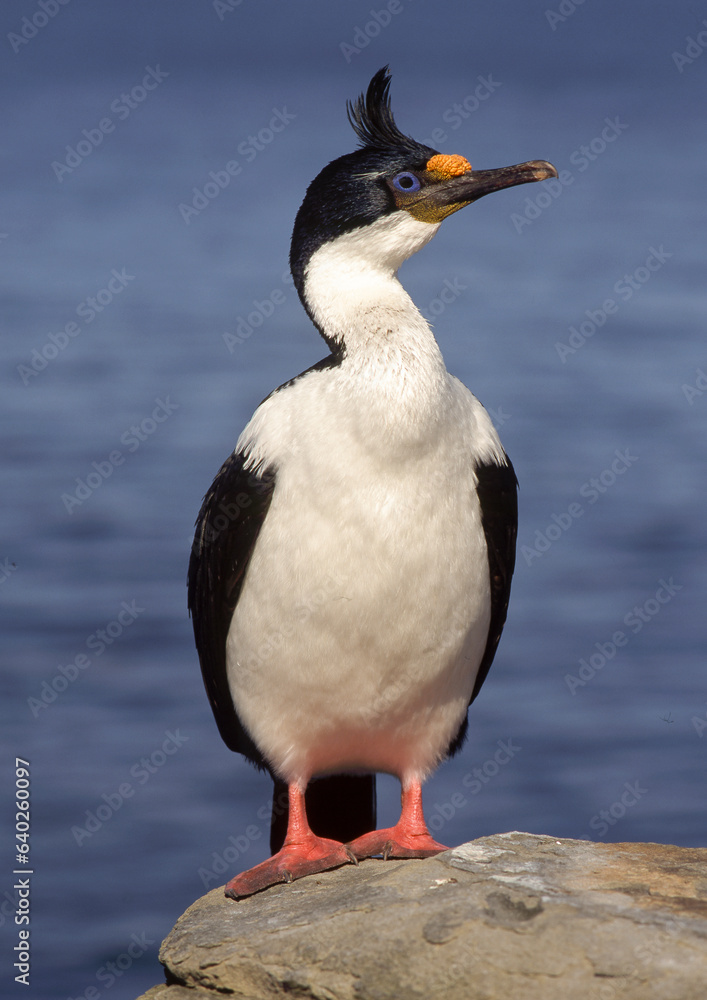 Fototapeta premium Cormoran impérial,.Leucocarbo atriceps, Imperial Shag, Iles Falkland, Malouines