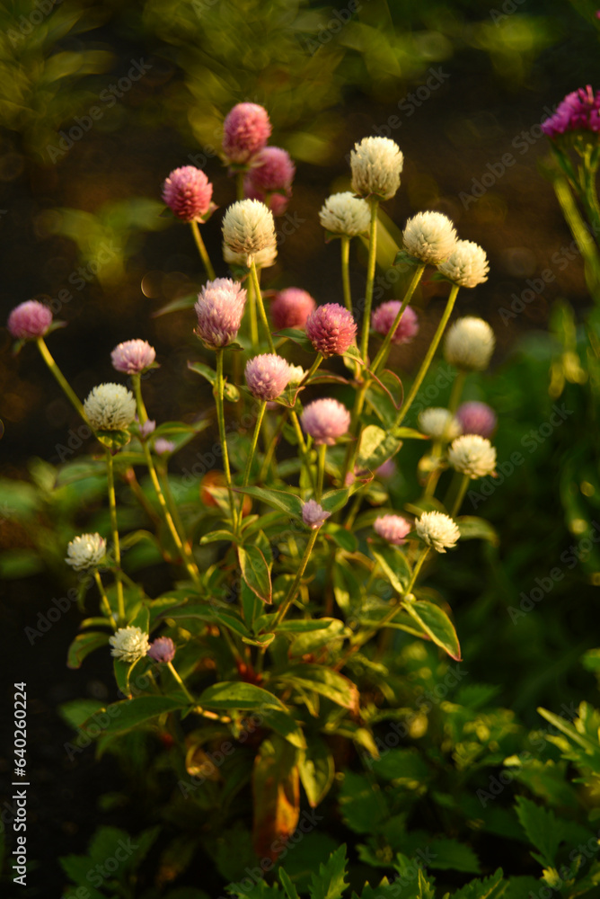 Gomphrena globosa. Red and white spherical flowers in the summer garden. Multicolored background blur. Gomphrena globosa. Red and white spherical flowers in the summer garden. Multicolored background blur.
