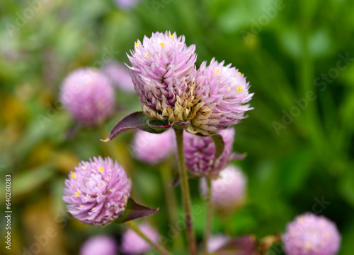 Gomphrena globosa. Red and white spherical flowers in the summer garden. Multicolored background blur.