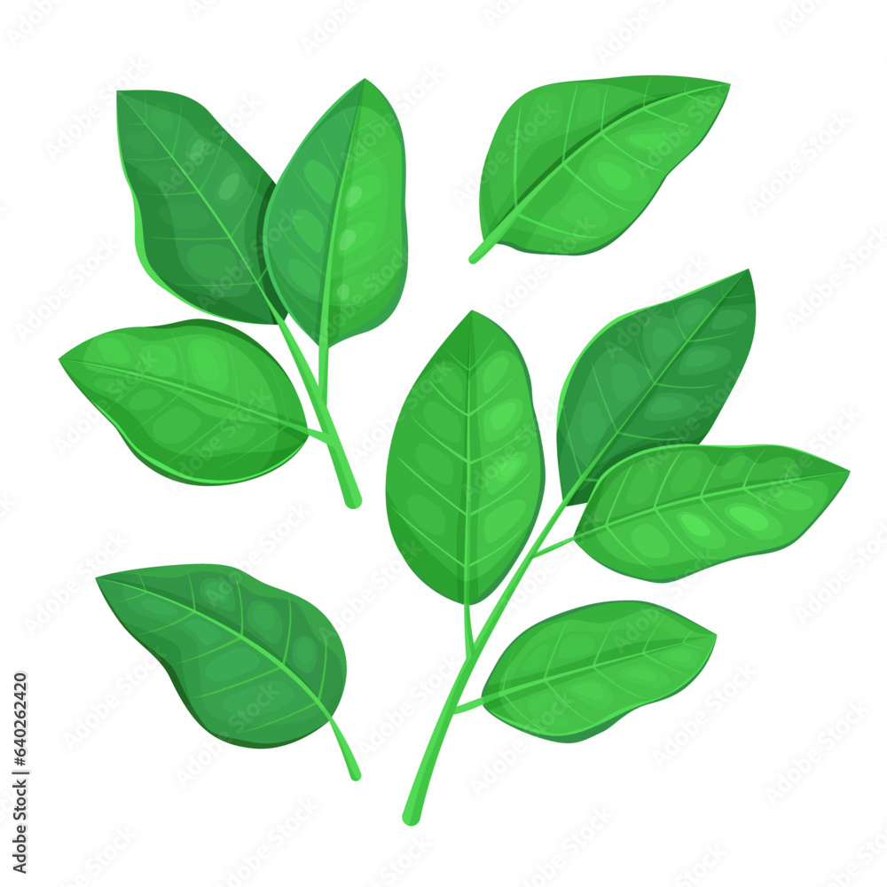 Green leaves set isolated on a white background.