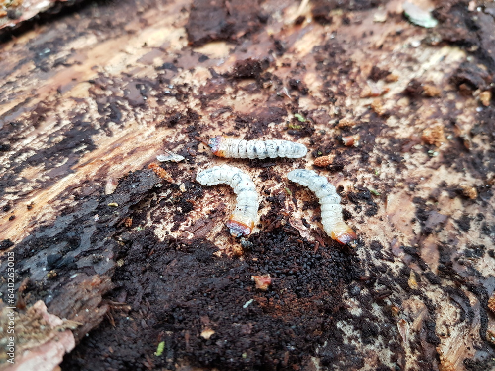 Larvae of Flower chafers are a group of scarab beetles, comprising the subfamily Cetoniinae. Mecklenburg-West Pomerania, Germany. Larvae of Flower chafers are a group of scarab beetles, comprising the subfamily Cetoniinae. Mecklenburg-West Pomerania, Germany.