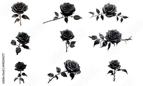 Fototapeta Naklejka Na Ścianę i Meble -  Black rose set isolated on transparent background. Black color rose flower bundle png