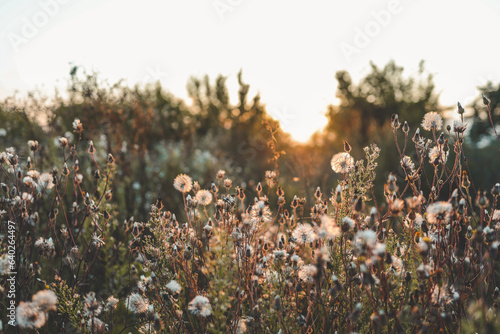Beautiful summer background with wildflowers at sunset
