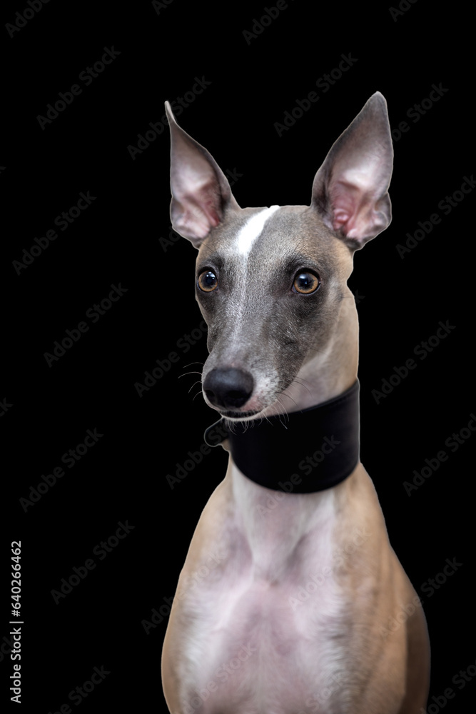 Portrait of a whippet dog in a black collar. Black background