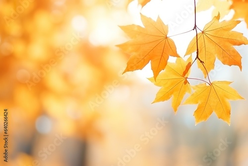 yellow and red autumn maple leaves on blurred background with bokeh effects