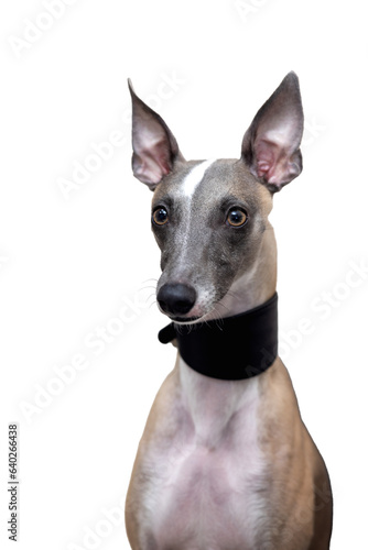 Portrait of a whippet dog in a black collar. White background