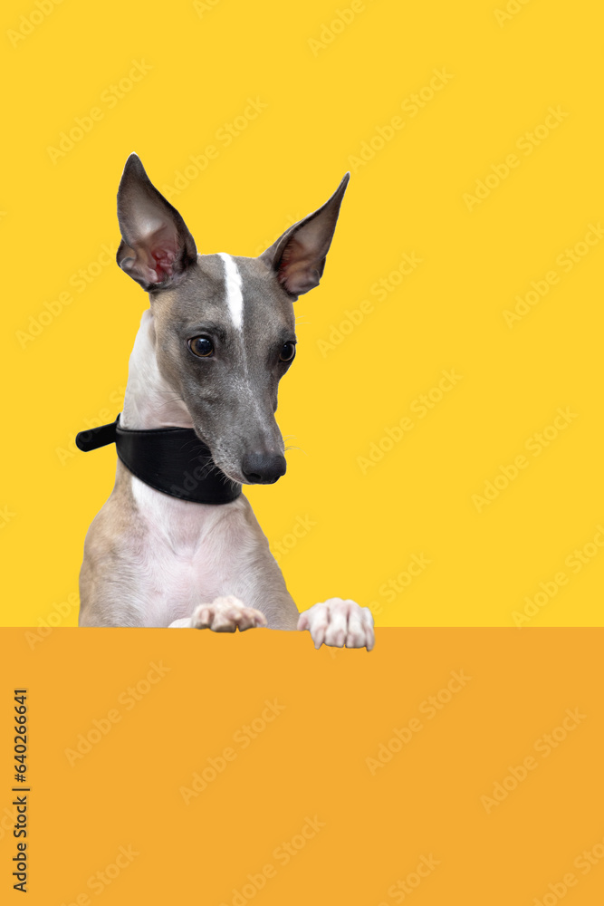 Portrait of a whippet on a yellow background, a dog looking down