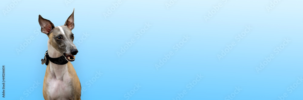 Whippet dog in black collar barking, banner, blue background Whippet dog in black collar barking, banner, blue background