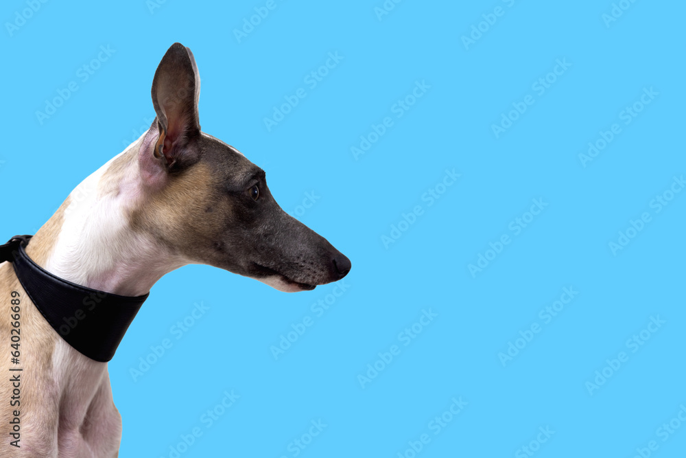 Close-up portrait of a whippet in profile view, blue background Close-up portrait of a whippet in profile view, blue background