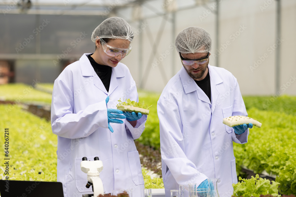 Hydroponic researcher accelerate plant growth in controlled greenhouse using pure solutions, samples Hydroponic researcher accelerate plant growth in controlled greenhouse using pure solutions, samples