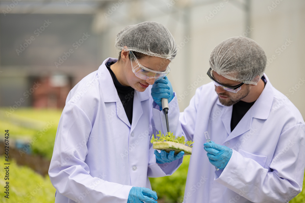 Hydroponic researcher accelerate plant growth in controlled greenhouse using pure solutions, samples Hydroponic researcher accelerate plant growth in controlled greenhouse using pure solutions, samples