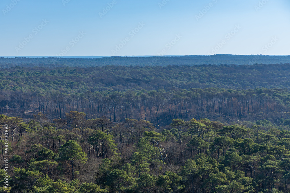 Fototapeta premium Partly burned forest after the fire of July 2022 in La Teste de Buch, France