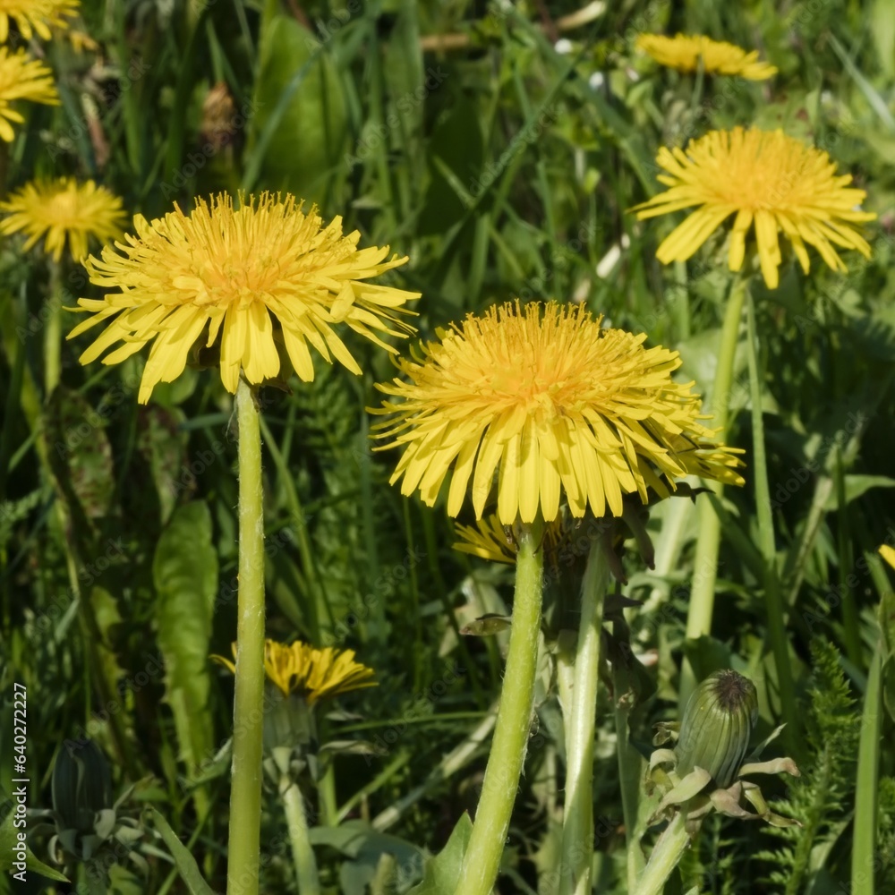 Wild dandelions blooming in the meadow Wild dandelions blooming in the meadow